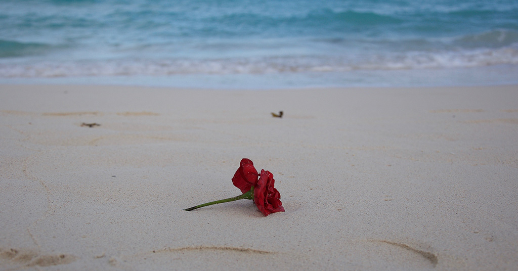 Red roses on sand, water in background