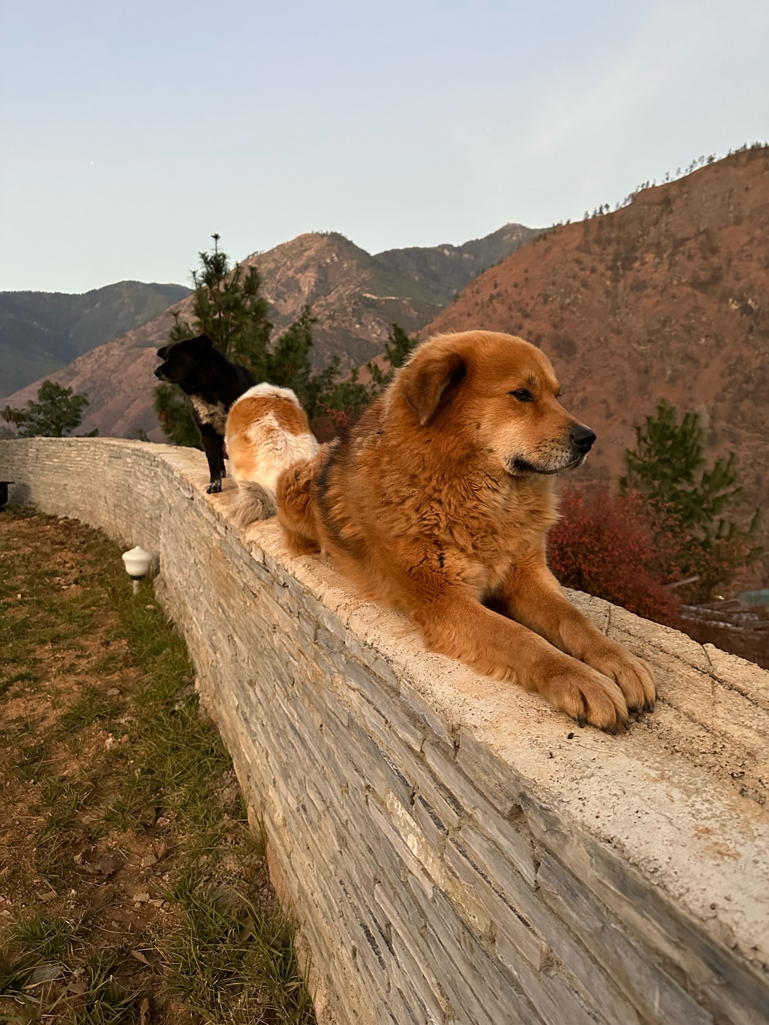 Two dogs sitting on stone fence in the sun